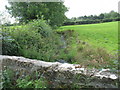 Afon Carrog below the bridge in LL77 7SQ