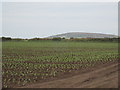 Field of newly planted cauliflower in TR19 6EL