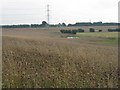 Wheat field at Broomhills in EH17 8RT