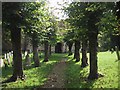 Tree-lined Approach to the Church in Shipton-on-Cherwell in OX5 1JH