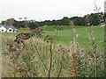 Autumn umbels and Epilobium at Damhead in EH10 7EA