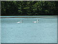 Swans at Bodenham gravel pits in HR1 3JU