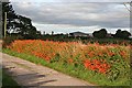 Montbretia (Crocosmia x crocosmiiflora) in AB41 7NQ