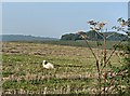 A sheep in stubble near Llanharry in CF35 5DY
