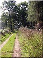 Forestry road doubling as public footpath in NR10 4QQ