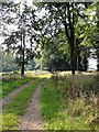 Footpath through a clearing in NR10 4QQ