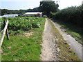 Path by a Dahlia field near Hundred Acres in PO17 6JT