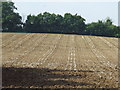 Lines in the field in IP8 4LJ