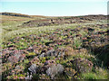 Ploughed heather in IV56 8FX