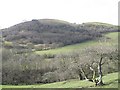 Wooded hillside, Cwm in LD1 5RW