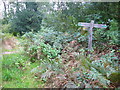 Signpost at path junction in Kingsley Copse in GU27 3DX