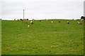 Cattle Grazing near Melgund in DD9 6SW