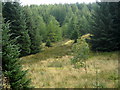 View Through Whitelee Forest in G76 0PN