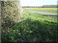 Field near Great Wood in St. Andrew, Ilketshall