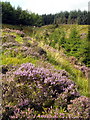 Heather Bank Above Carrot Burn in G76 0PN