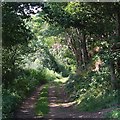 Woodland footpath south of Lawns Wood, Staffordshire in DY7 5QN
