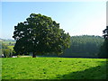 Oak by the bridleway in Harewood