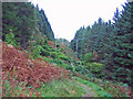 Forest walk above the Aros Centre in IV51 9GU
