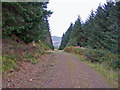 Forest track - looking north in IV51 9GU