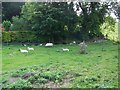 Sheep near Pitton in SP5 1EB