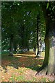Avenue of Trees, Ropner Park in Ropner Ward