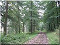Woodland ride at Bowhill in TD7 5YA