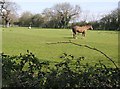 Paddock at Ilketshall Hall in Bungay & Wainford Ward
