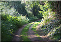 Footpath through woods south of Lawnswood, Staffordshire in DY7 5QN