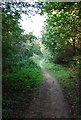 Footpath through the woods, east of Canterbury in CT3 4AG
