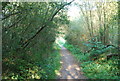 Footpath through the woods, east of Canterbury in CT2 0AD
