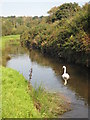 River Cober in Loe Valley in TR13 0SB