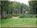 Clearing, Church Copse in SP5 1AN