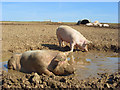 Pigs, Chilton Foliat in RG17 0TL