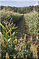 Track through the maize in IP31 2SD