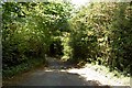 Tunnel of trees near Wickwar in GL12 8JB