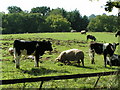 Cows and pigs near Cheriton Fitzpaine in EX17 4JU