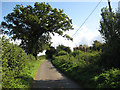 Oak tree by a country lane in HR9 6PL