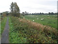 Sheep grazing near the towpath in EX2 8LP