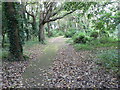 Boscombe: path through Shelley Park woodland in BH5 1DY