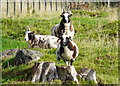 Jacob sheep, near Nigg in IV19 1QR