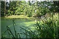 Pond off Conholt Lane in SP11 0LD